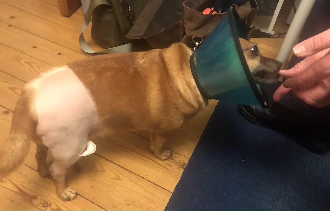 Tan-coloured dog, wearing a blue cone, licking a human hand